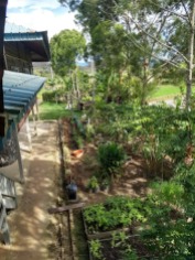 Bario guesthouse garden 3